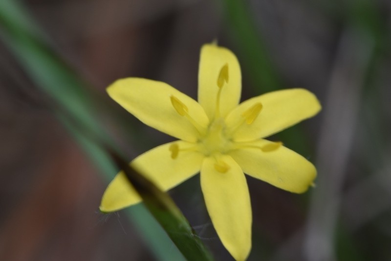 Stiff Star-Grass photo 6