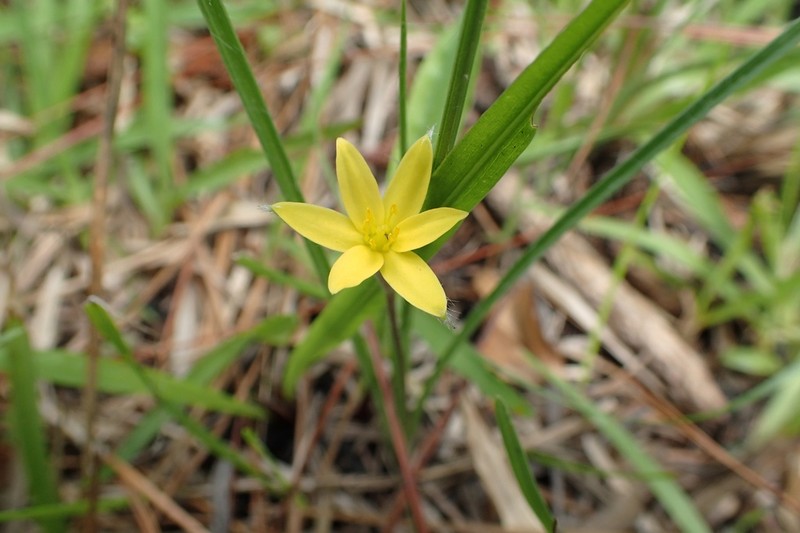 Stiff Star-Grass photo 7