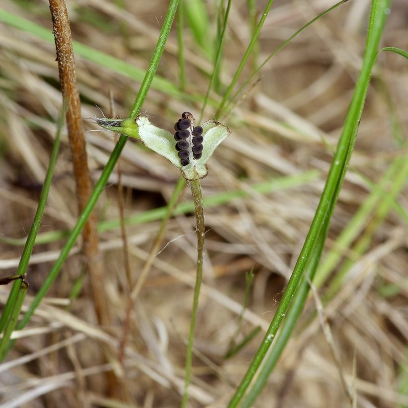 Stiff Star-Grass photo 8