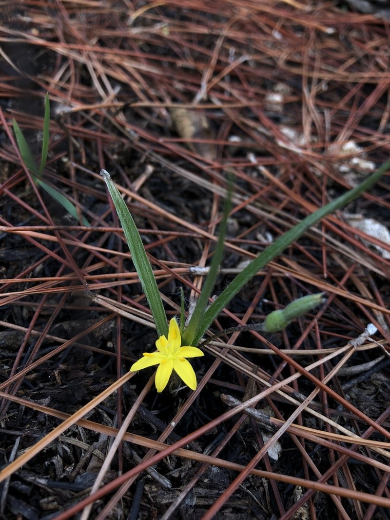 Glossyseed Yellow Star-Grass photo 2