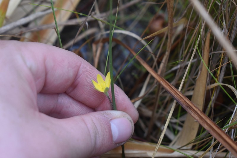 Glossyseed Yellow Star-Grass photo 3