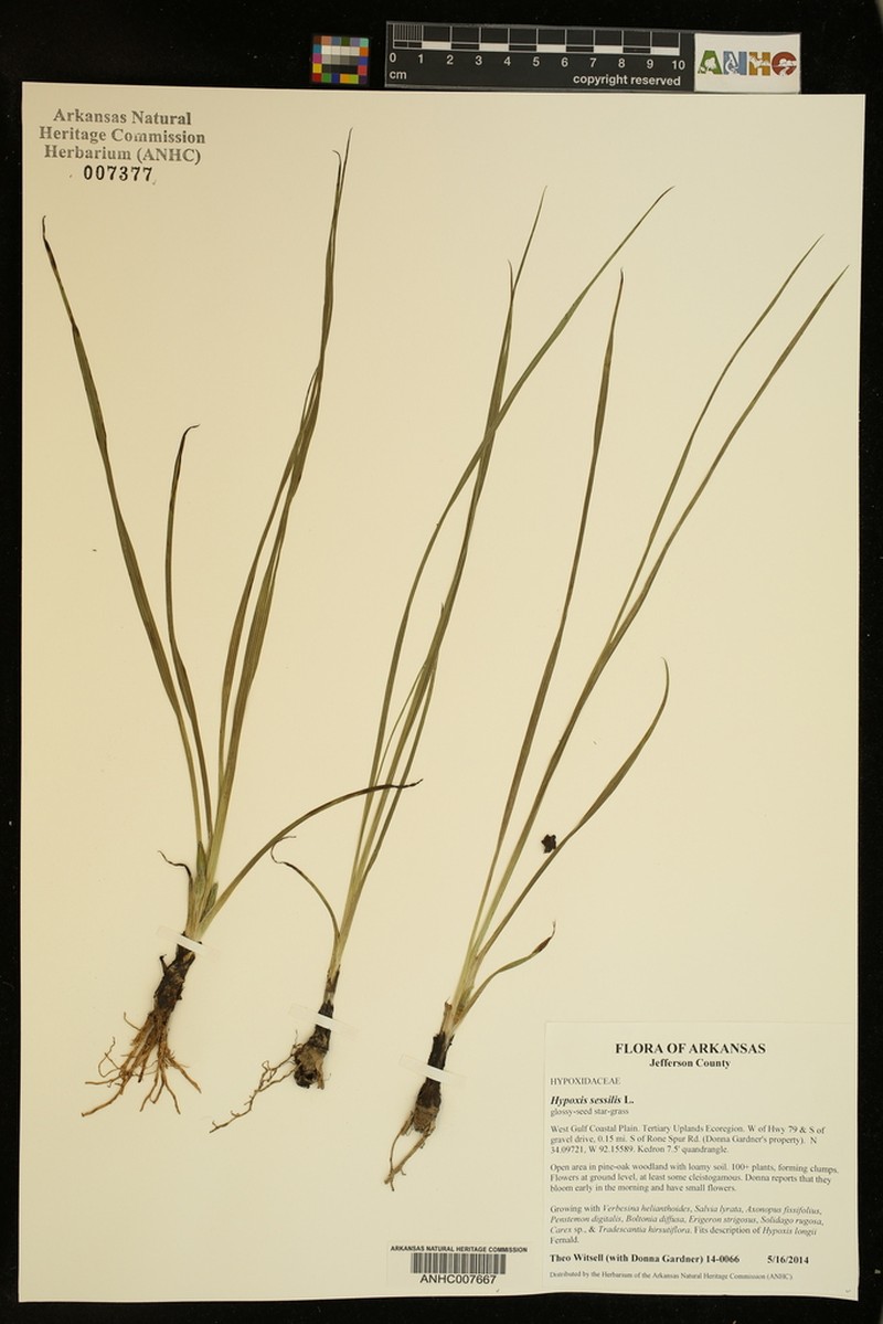 Glossyseed Yellow Star-Grass photo 4