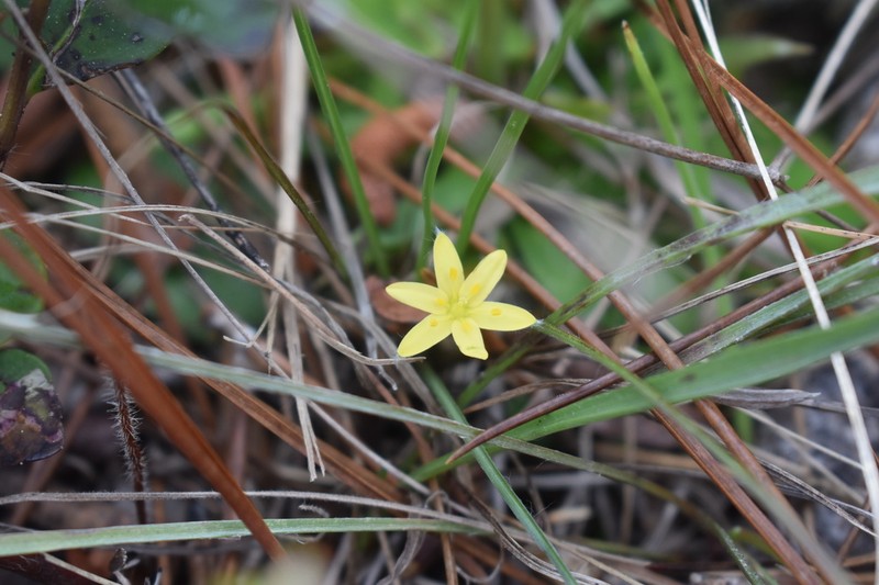 Glossyseed Yellow Star-Grass photo 5
