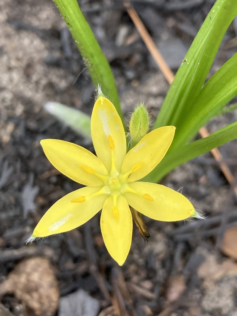 Glossyseed Yellow Star-Grass photo 7