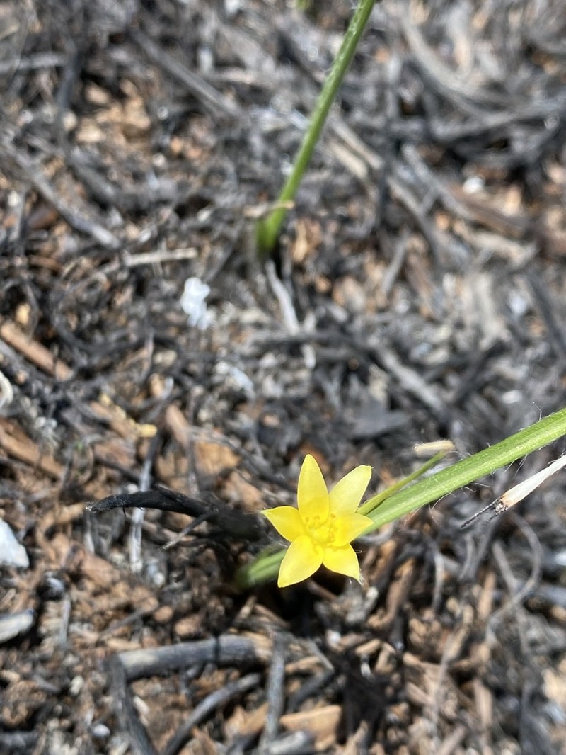 Wright's Star-Grass