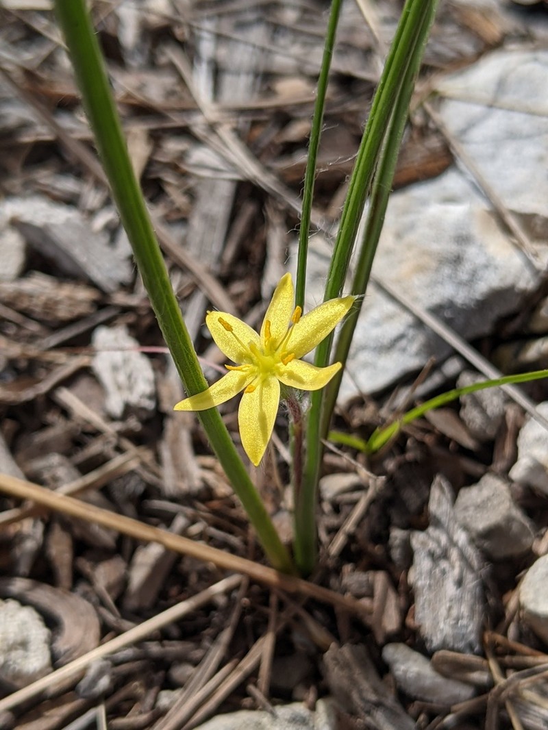 Wright's Star-Grass photo 2
