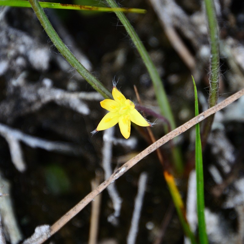 Wright's Star-Grass photo 3