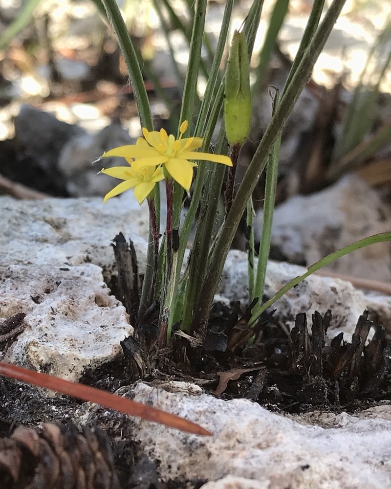 Wright's Star-Grass photo 4