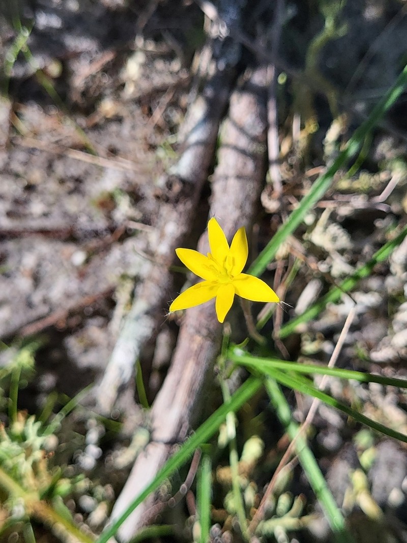 Wright's Star-Grass photo 5