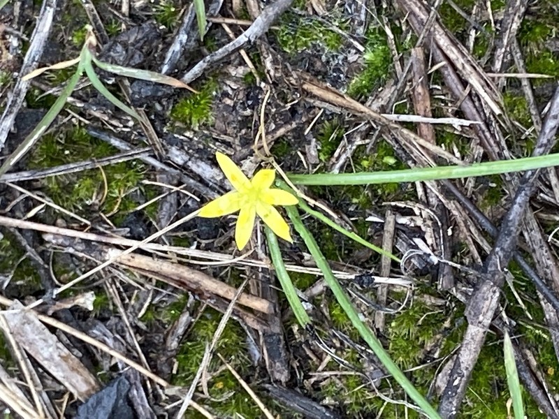 Wright's Star-Grass photo 6