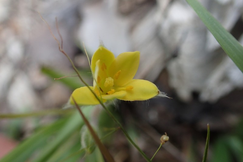 Wright's Star-Grass photo 7