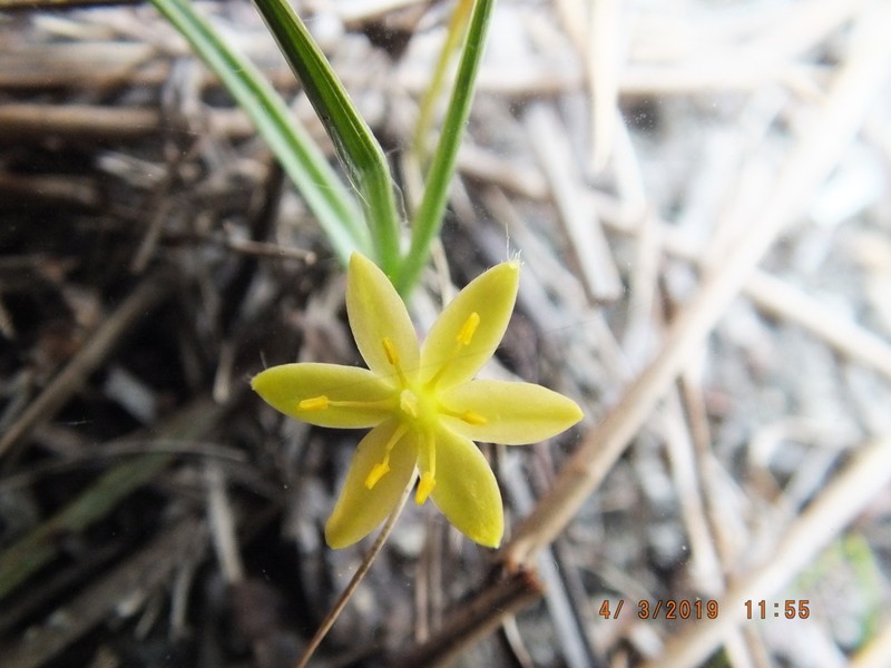 Wright's Star-Grass photo 8