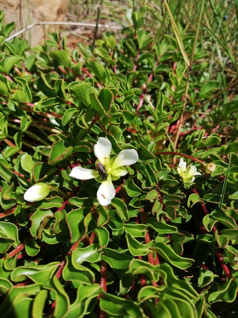 Hypseocharis bilobata