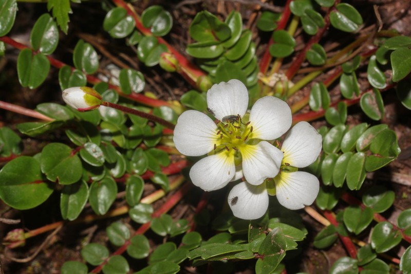 Hypseocharis bilobata photo 2