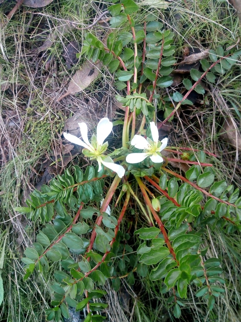 Hypseocharis bilobata photo 3