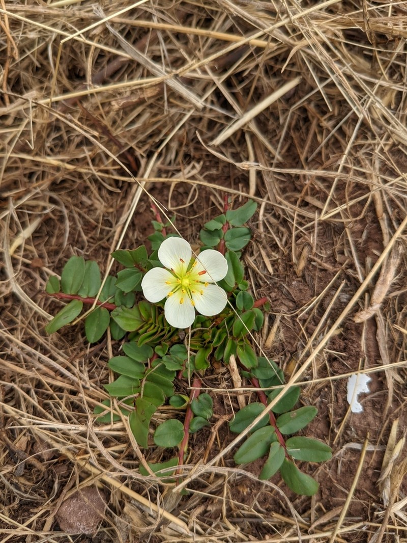 Hypseocharis bilobata photo 4