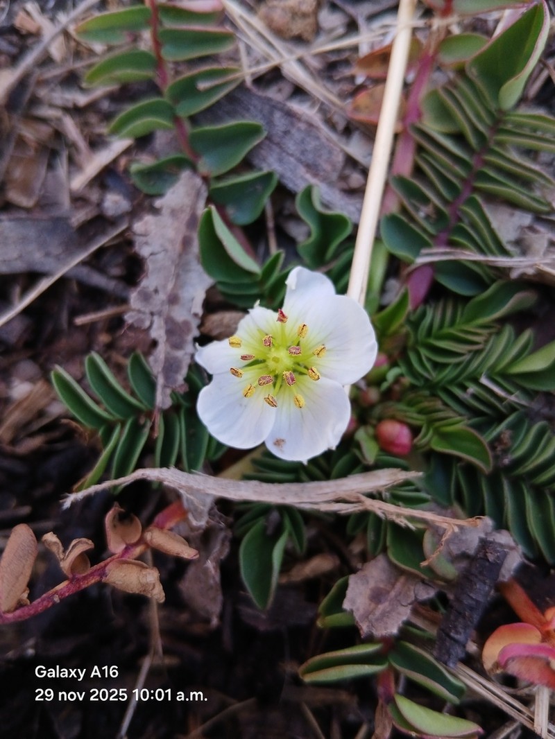 Hypseocharis bilobata photo 5