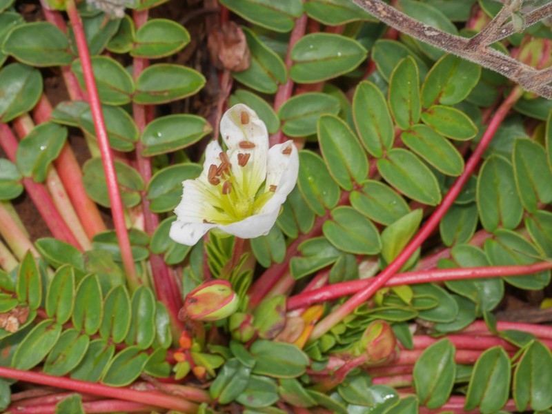 Hypseocharis bilobata photo 6