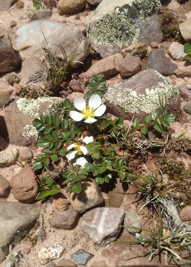Hypseocharis bilobata photo 7