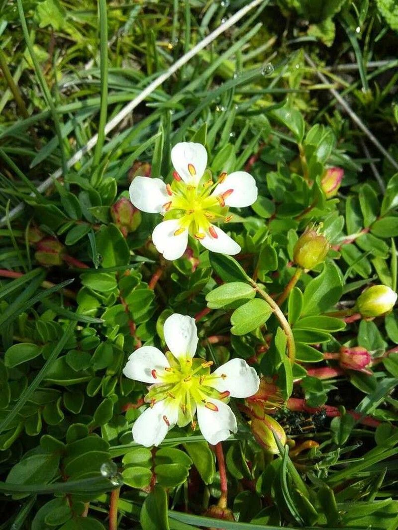 Hypseocharis bilobata photo 8