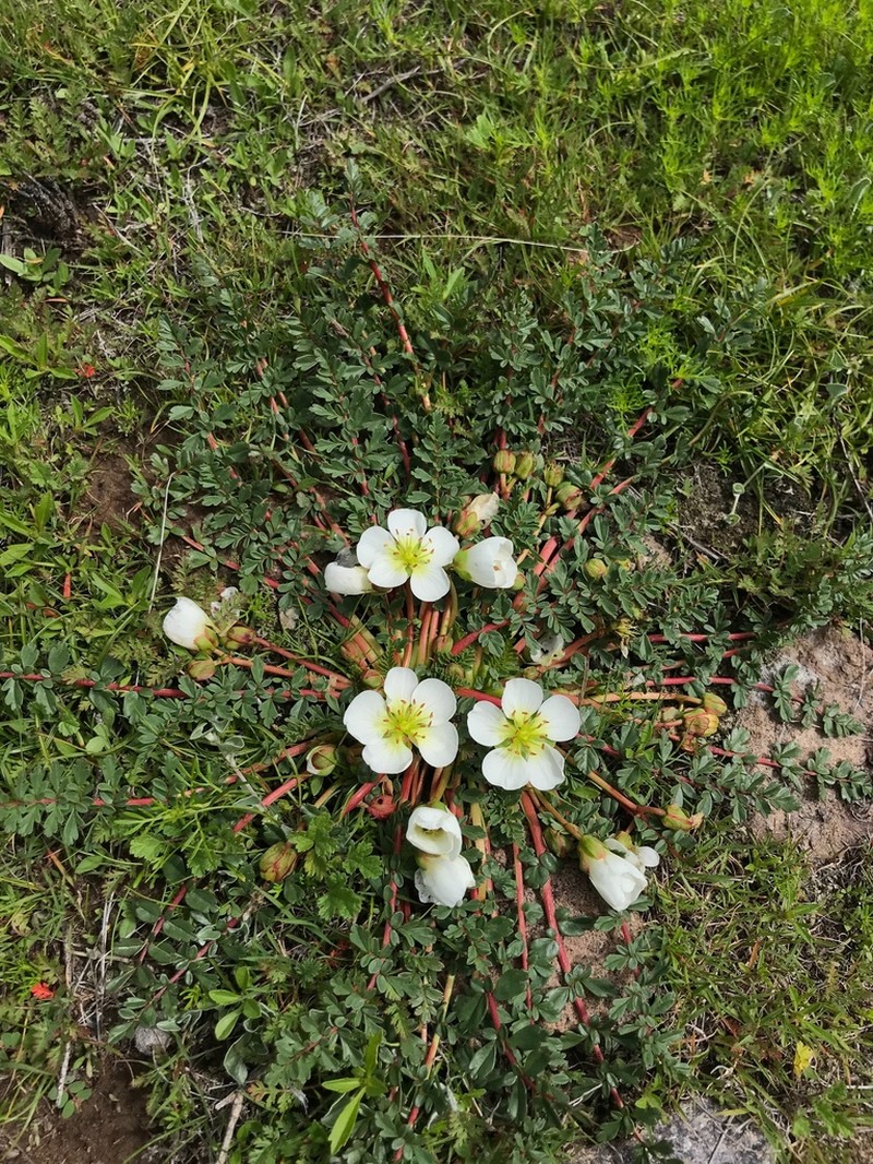 Hypseocharis pedicularifolia photo 2