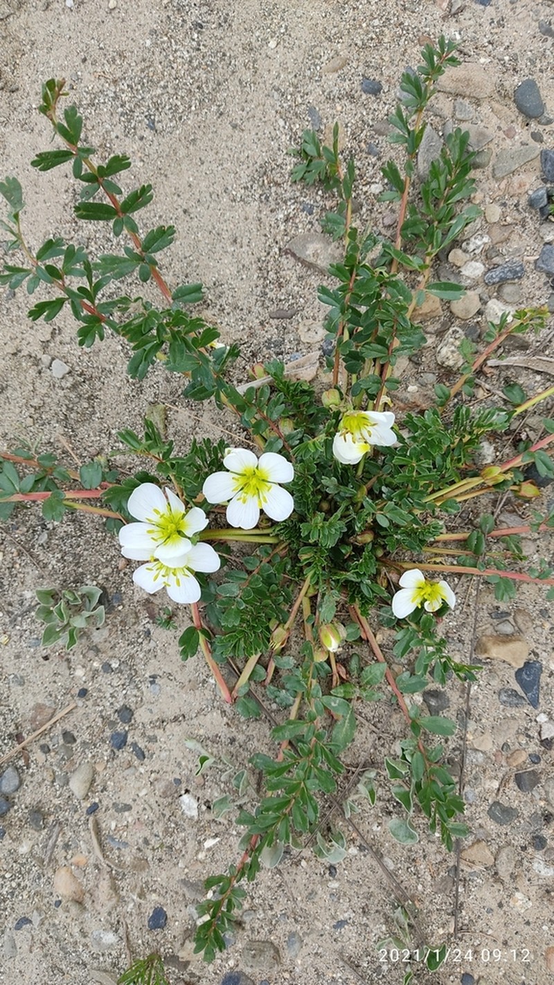 Hypseocharis pedicularifolia photo 3