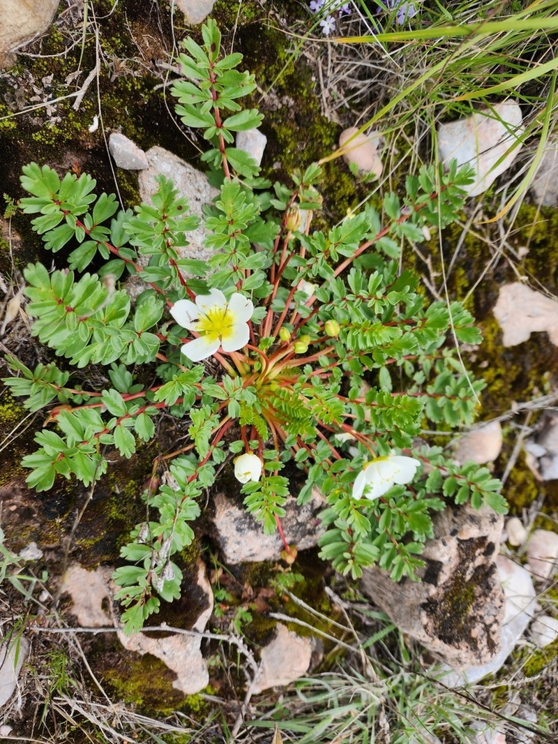 Hypseocharis pedicularifolia photo 4