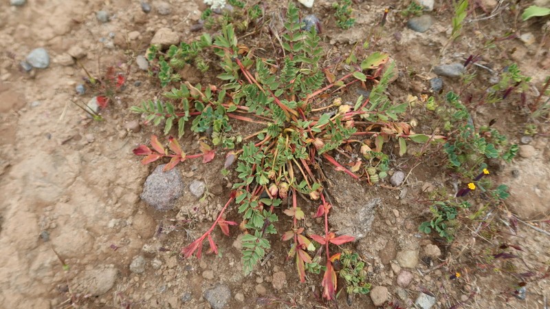 Hypseocharis pedicularifolia photo 6