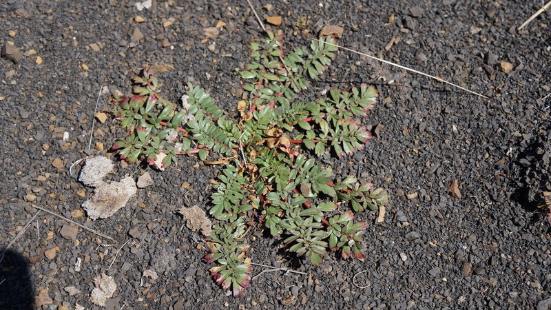 Hypseocharis pedicularifolia photo 7