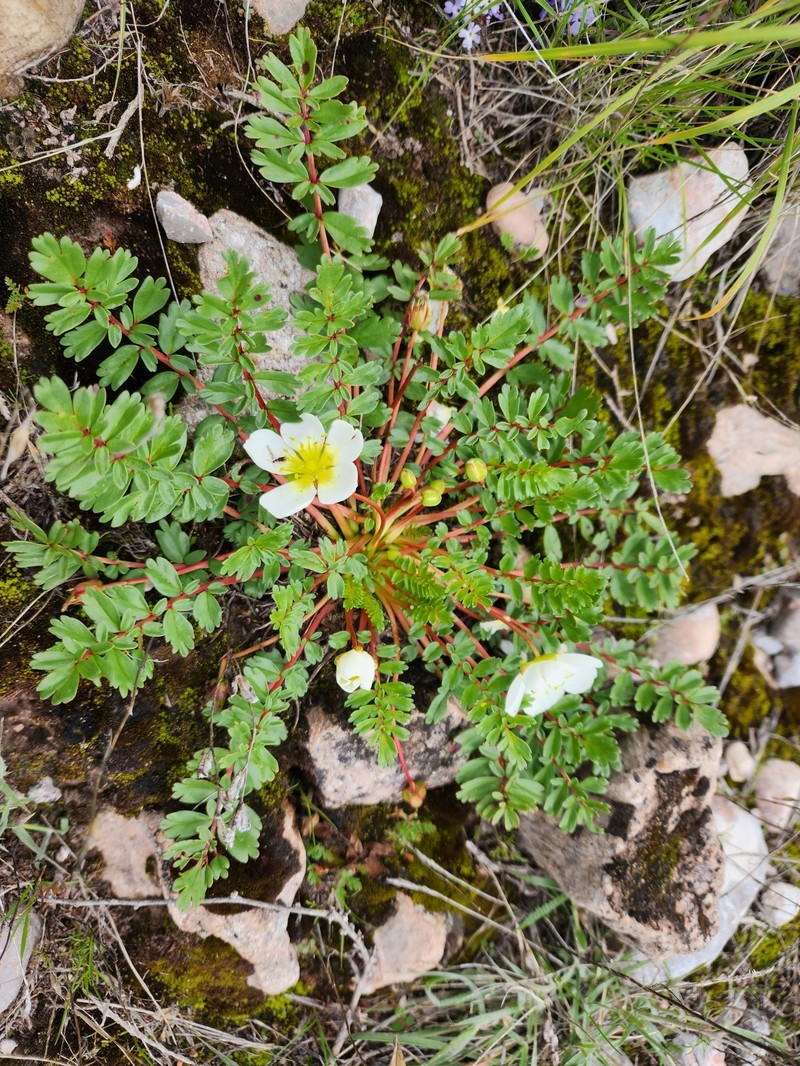 Hypseocharis pedicularifolia photo 8