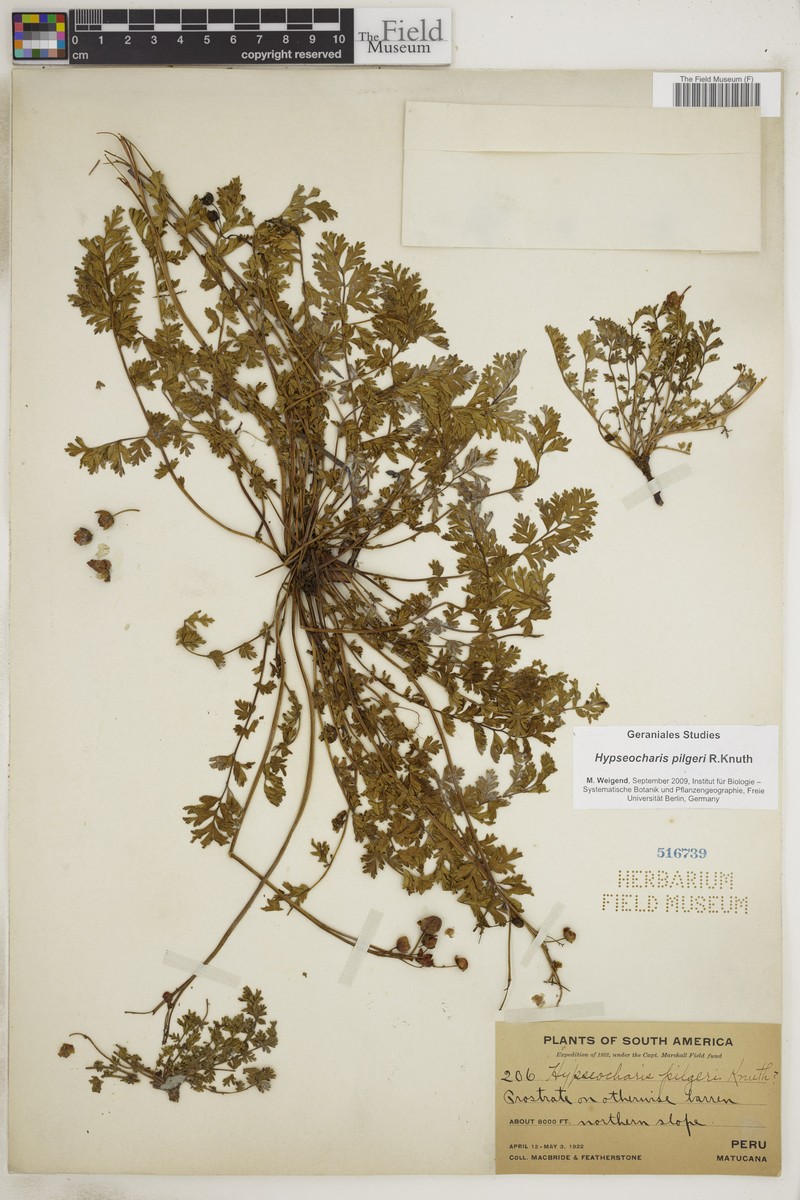 Hypseocharis pilgeri
