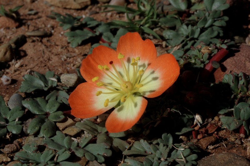 Hypseocharis pimpinellifolia