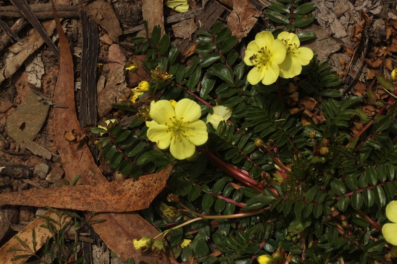 Hypseocharis pimpinellifolia photo 2