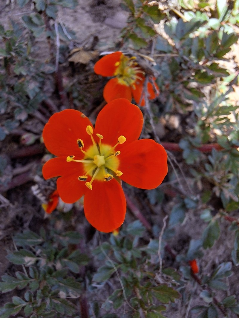 Hypseocharis pimpinellifolia photo 3