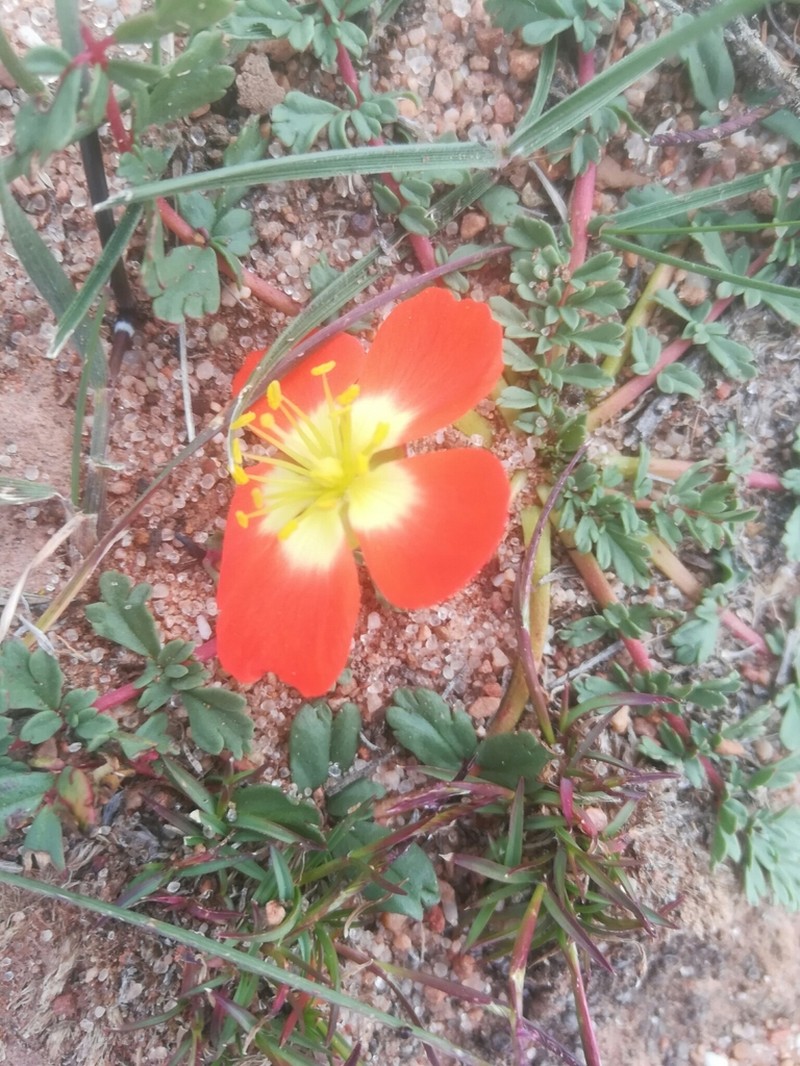 Hypseocharis pimpinellifolia photo 4