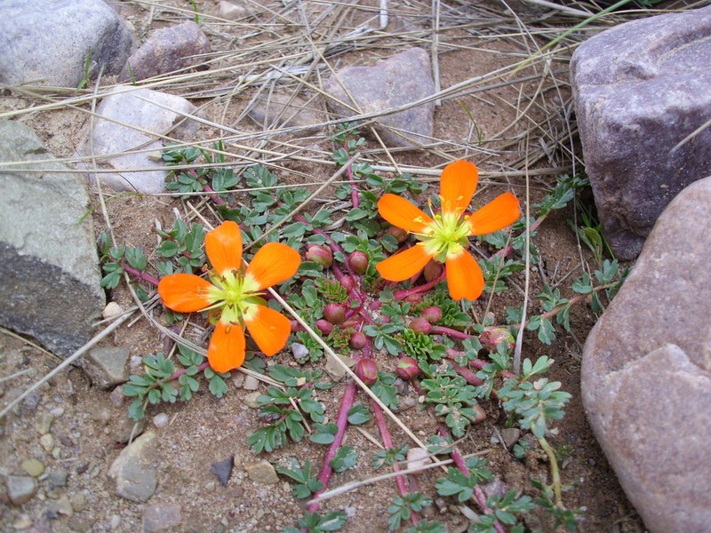 Hypseocharis pimpinellifolia photo 6