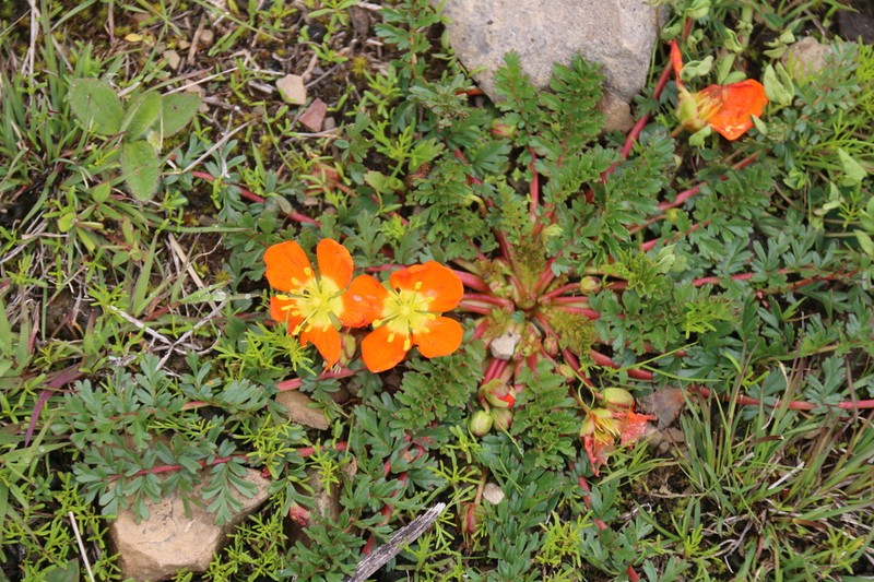 Hypseocharis pimpinellifolia photo 7