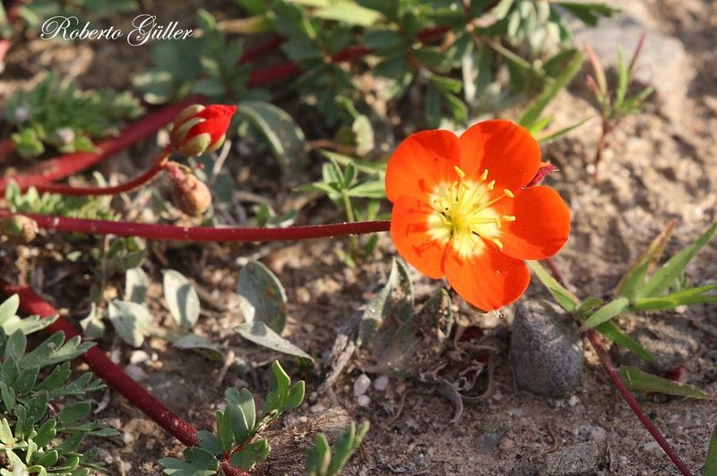 Hypseocharis pimpinellifolia photo 8
