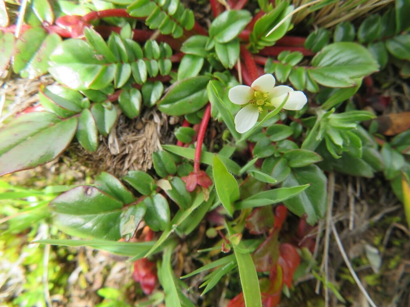 Hypseocharis tridentata