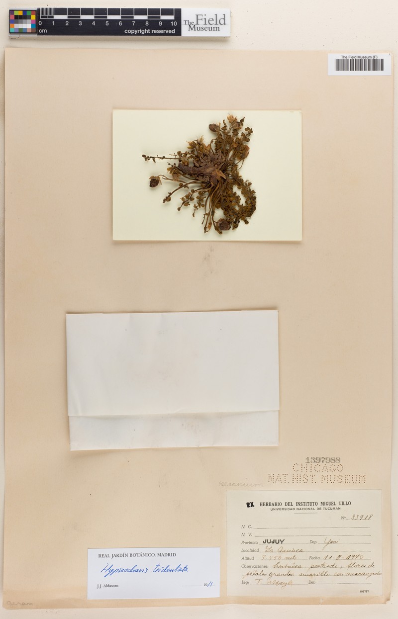 Hypseocharis tridentata photo 3