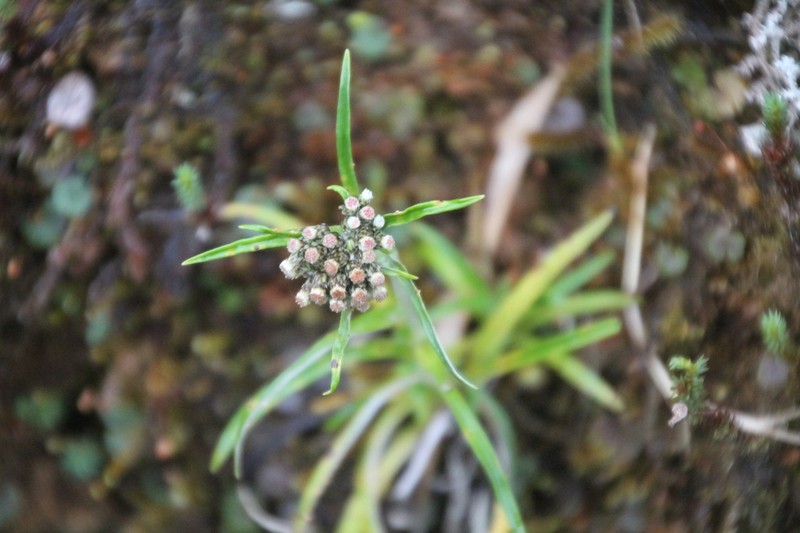 Hypserion boliviense