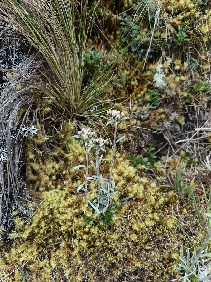 Hypserion boliviense photo 3