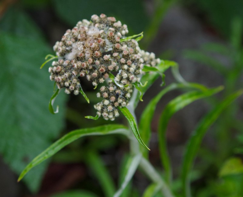 Hypserion major