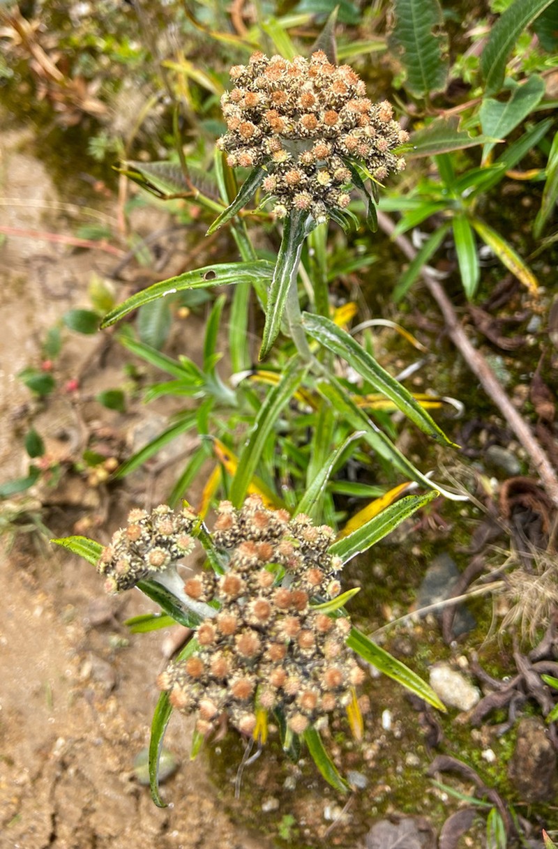 Hypserion major photo 2