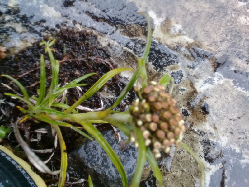 Hypserion major photo 3