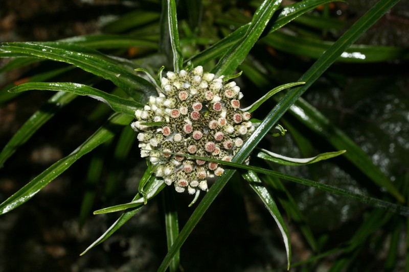 Hypserion major photo 5