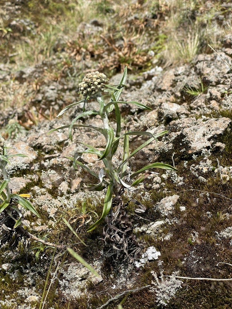 Hypserion major photo 6