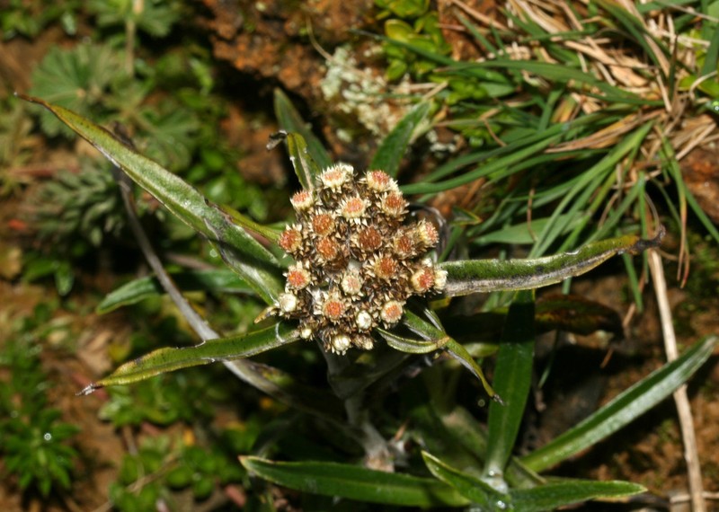 Hypserion major photo 8