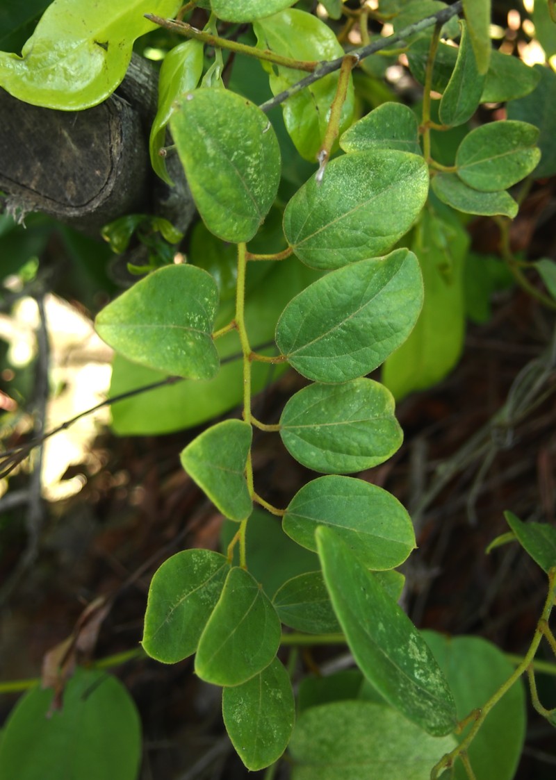 Hypserpa decumbens