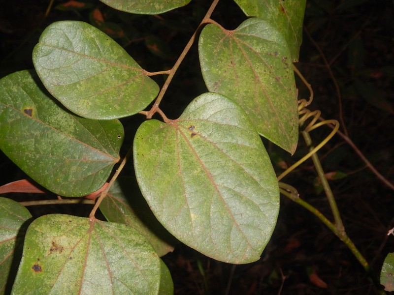 Hypserpa decumbens photo 2